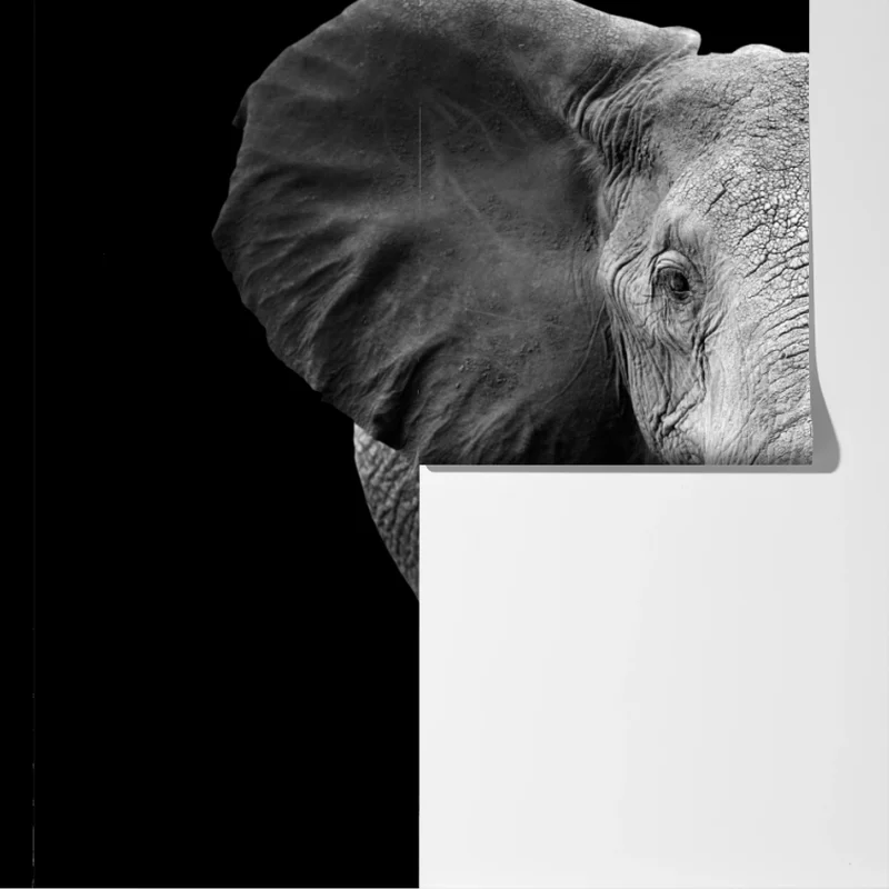 Fototapete majestätisches elefantenporträt in monochrom Fototapete majestätisches elefantenporträt in monochrom