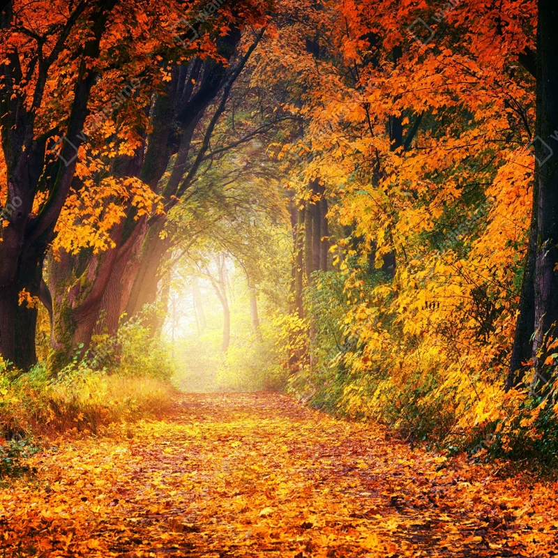 Tischaufkleber und Schreibtischaufkleber herbstlicher waldpfad im goldenen licht Tischaufkleber und Schreibtischaufkleber herbstlicher waldpfad im goldenen licht