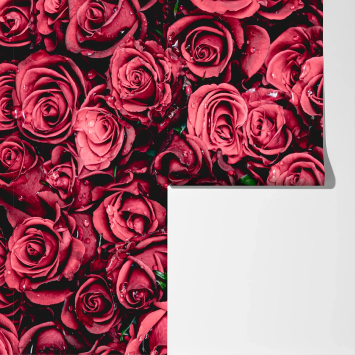 Fototapete pralle rote rosen wandbild Fototapete pralle rote rosen wandbild