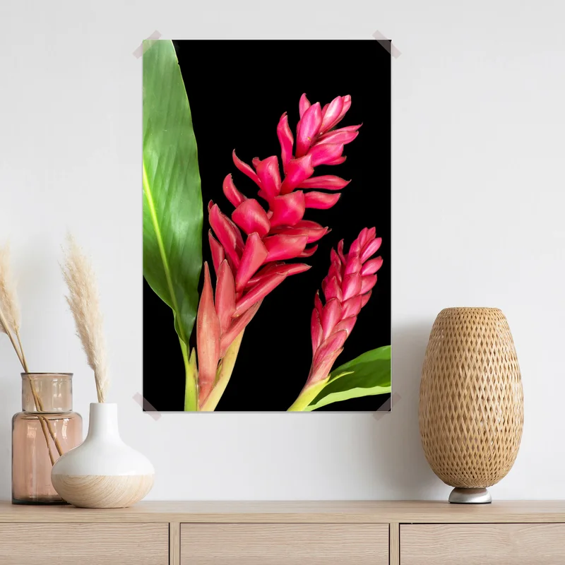 Poster leuchtende zier-ingwer-blüte auf schwarzem hintergrund Poster leuchtende zier-ingwer-blüte auf schwarzem hintergrund