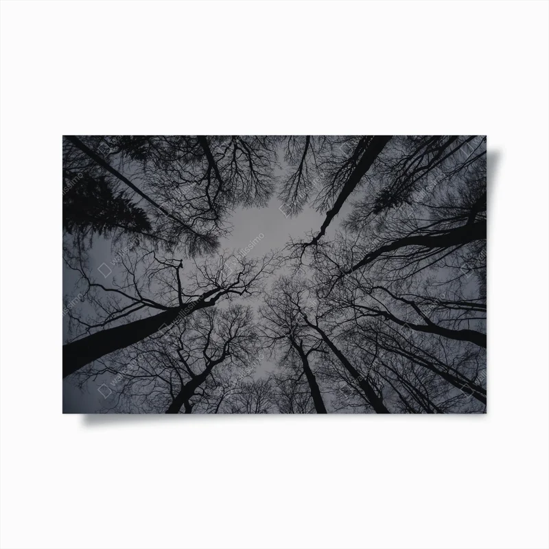 Poster winterliche Baumwipfel, die nach oben schauen • Poster bei Wallnifity® Poster winterliche Baumwipfel, die nach oben schauen • Poster bei Wallnifity®