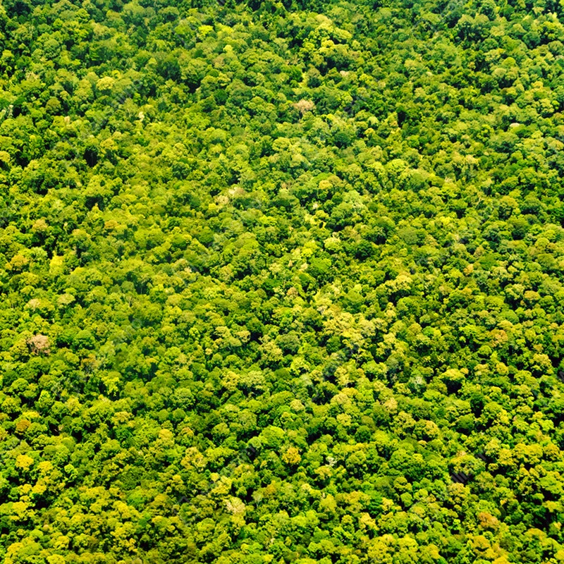 Poster Bäume von oben Ansicht Textur • Poster bei Wallnifity® Poster Bäume von oben Ansicht Textur • Poster bei Wallnifity®