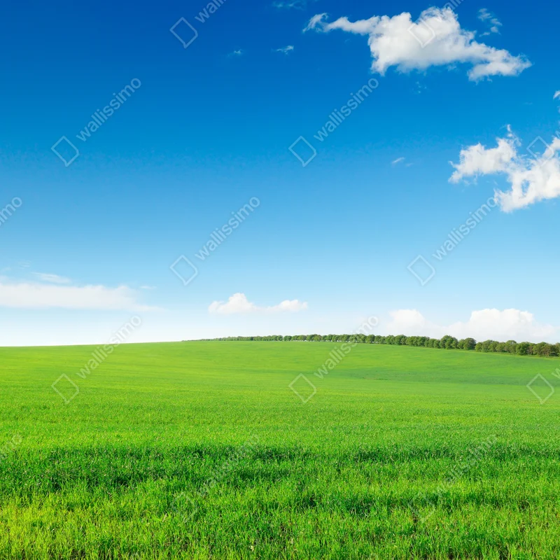 Laptop-Aufkleber ruhige grüne wiese unter blauem himmel Laptop-Aufkleber ruhige grüne wiese unter blauem himmel