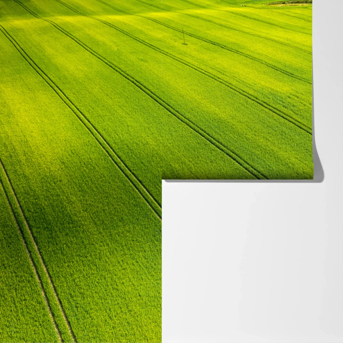 Fototapete goldene rapsfelder aus der vogelperspektive Fototapete goldene rapsfelder aus der vogelperspektive