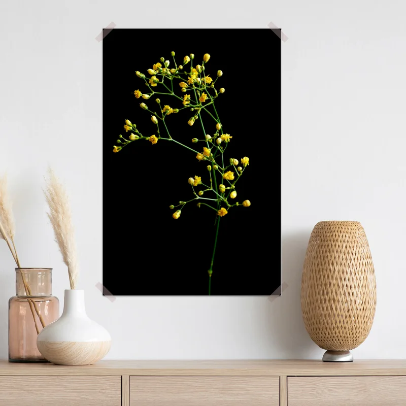 Poster zartes gelbes schleierkraut auf schwarzem hintergrund Poster zartes gelbes schleierkraut auf schwarzem hintergrund