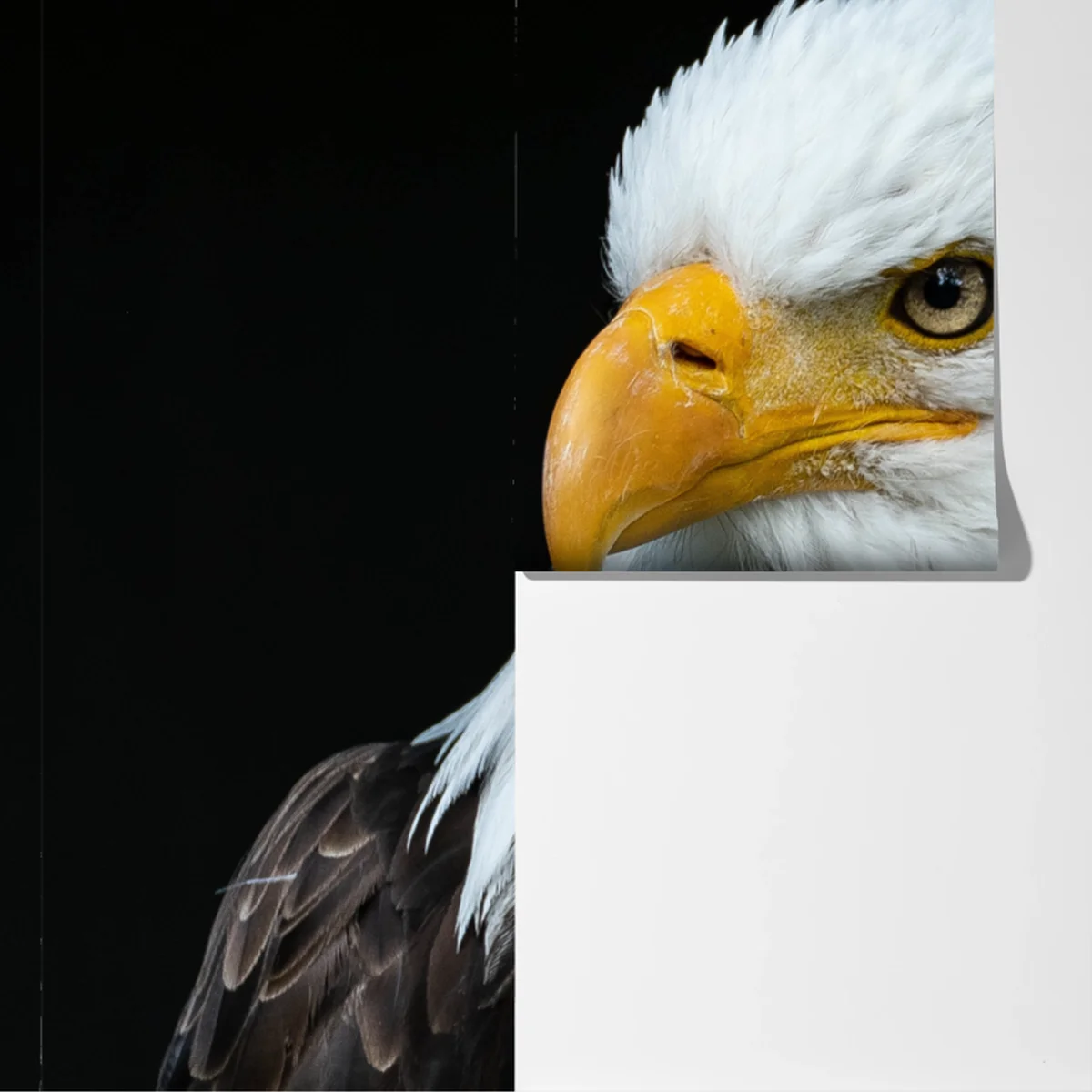 Fototapeta majestatyczny portret bielika Fototapeta majestatyczny portret bielika