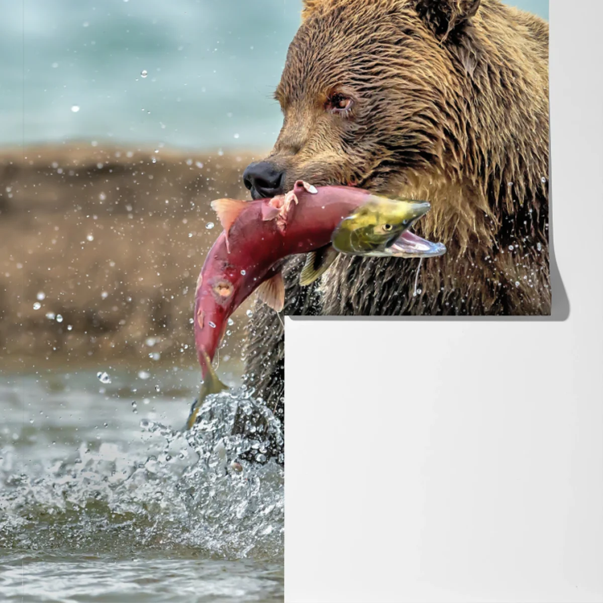 Fototapete braunbär fängt lachs im fluss Fototapete braunbär fängt lachs im fluss