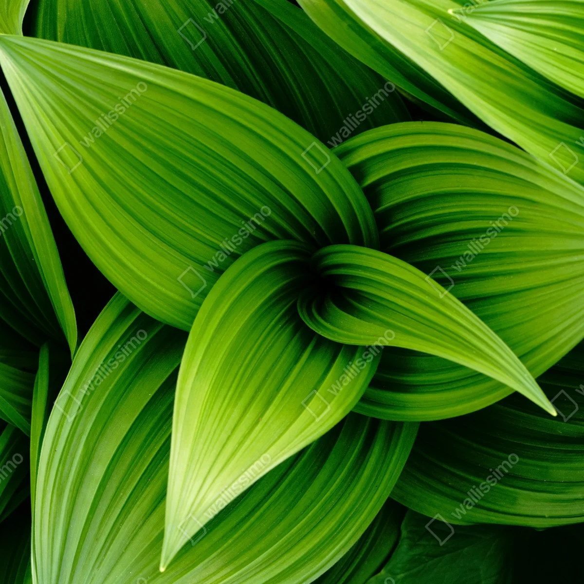 Tischaufkleber und Schreibtischaufkleber üppige grüne blätter Tischaufkleber und Schreibtischaufkleber üppige grüne blätter