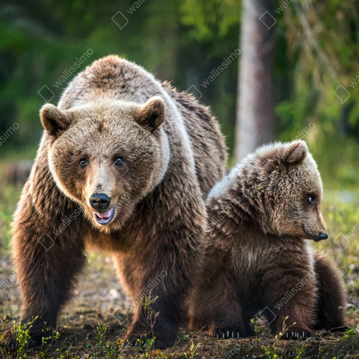 Fototapete braunbär mit jungem im wald Fototapete braunbär mit jungem im wald
