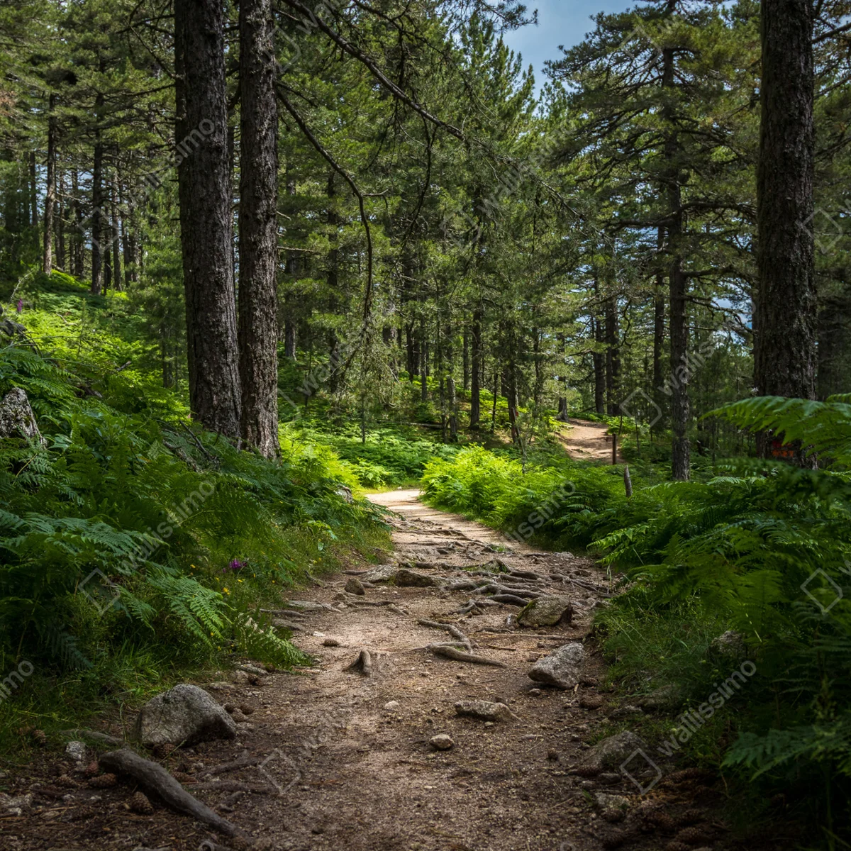 Repositionierbarer Aufkleber ruhiger waldpfad durch üppiges grün Repositionierbarer Aufkleber ruhiger waldpfad durch üppiges grün