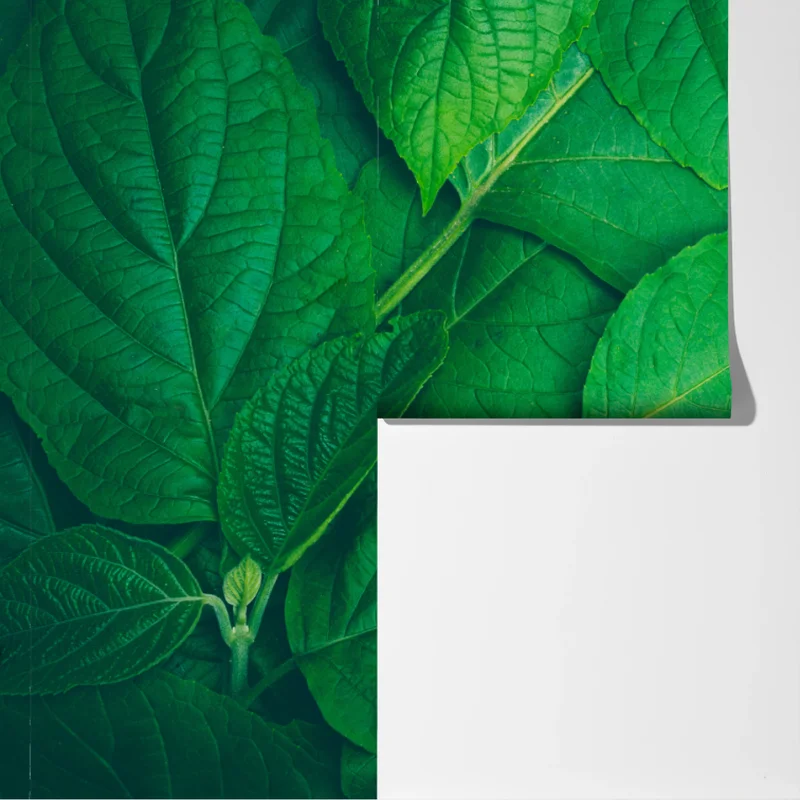 Fototapete saftige grüne blätter Fototapete saftige grüne blätter