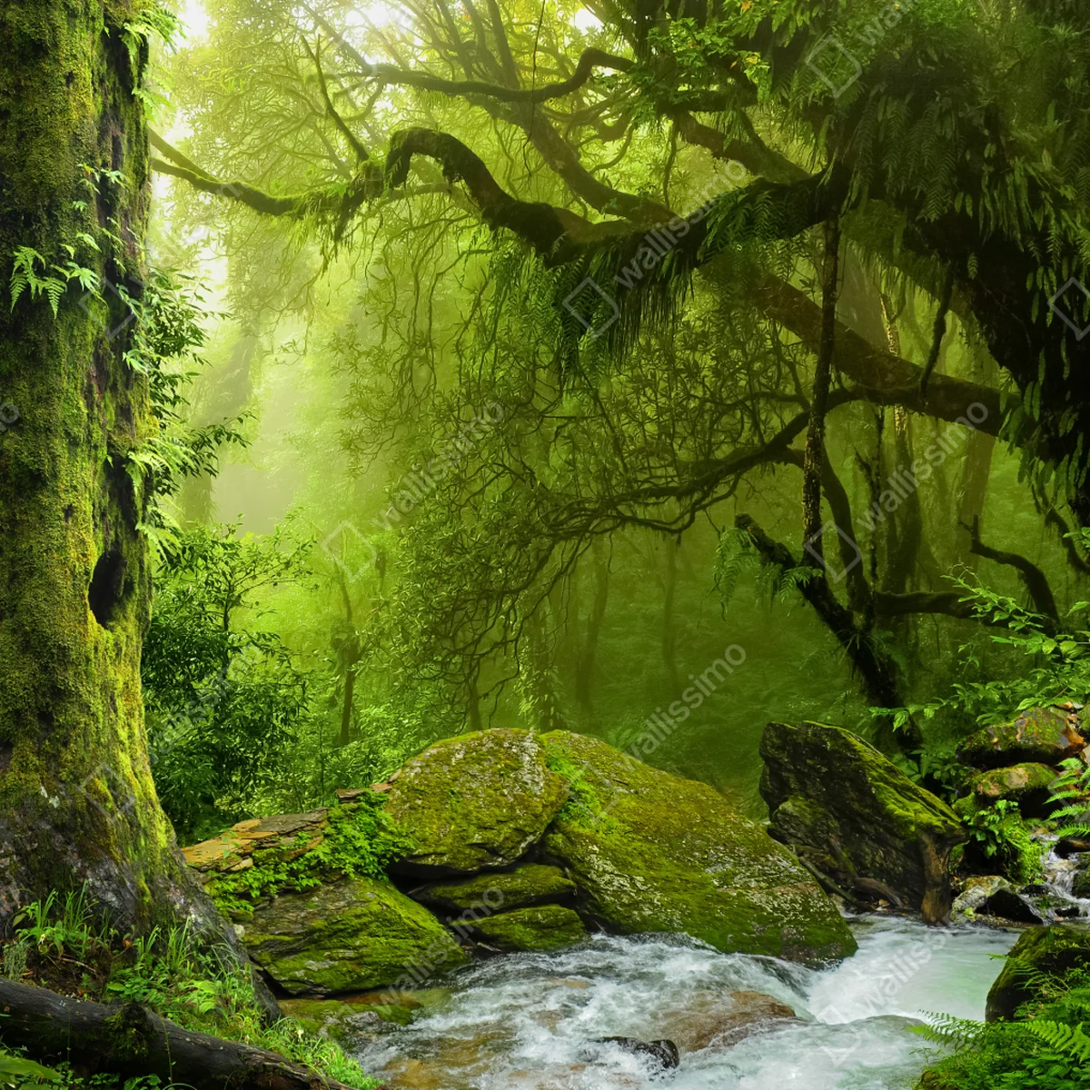 Leinwandbild verzauberter grüner waldbach Leinwandbild verzauberter grüner waldbach