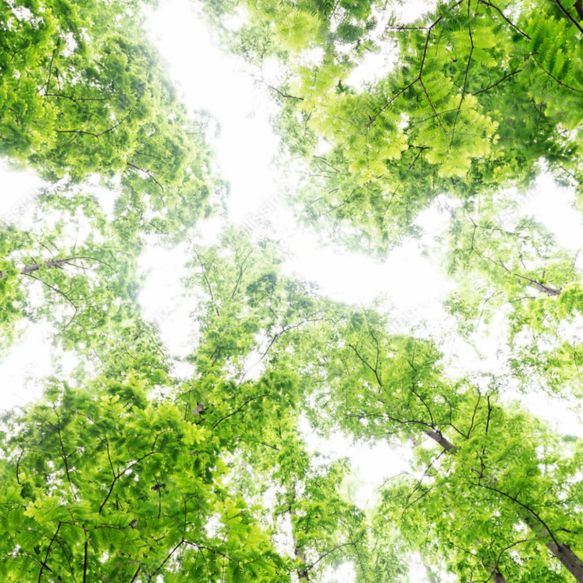 Poster Baumwipfel • Poster bei Wallnifity® Poster Baumwipfel • Poster bei Wallnifity®