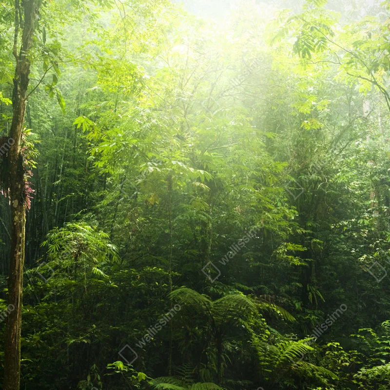 Poster Grüner Wald. • Poster bei Wallnifity® Poster Grüner Wald. • Poster bei Wallnifity®