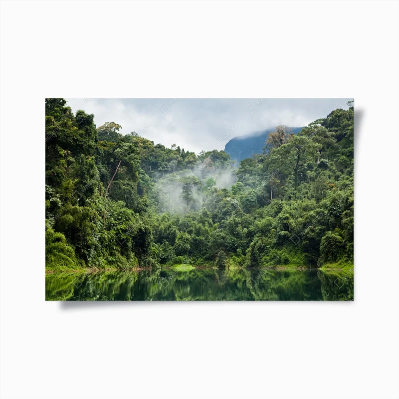 Poster Regenwald • Poster bei Wallnifity® Poster Regenwald • Poster bei Wallnifity®