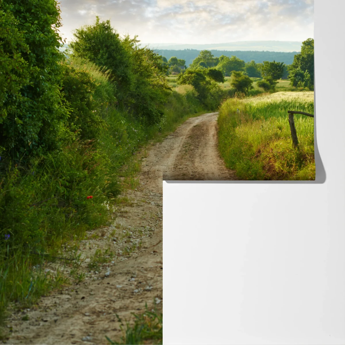 Fototapete sonniger landweg durch grüne wiesen Fototapete sonniger landweg durch grüne wiesen