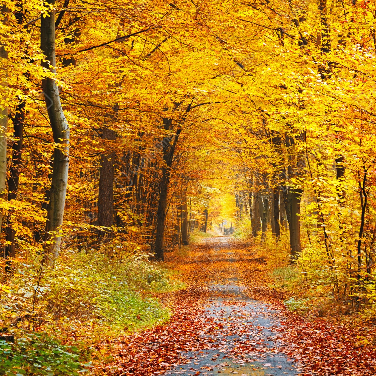 Fototapete goldener herbstwald pfad Fototapete goldener herbstwald pfad