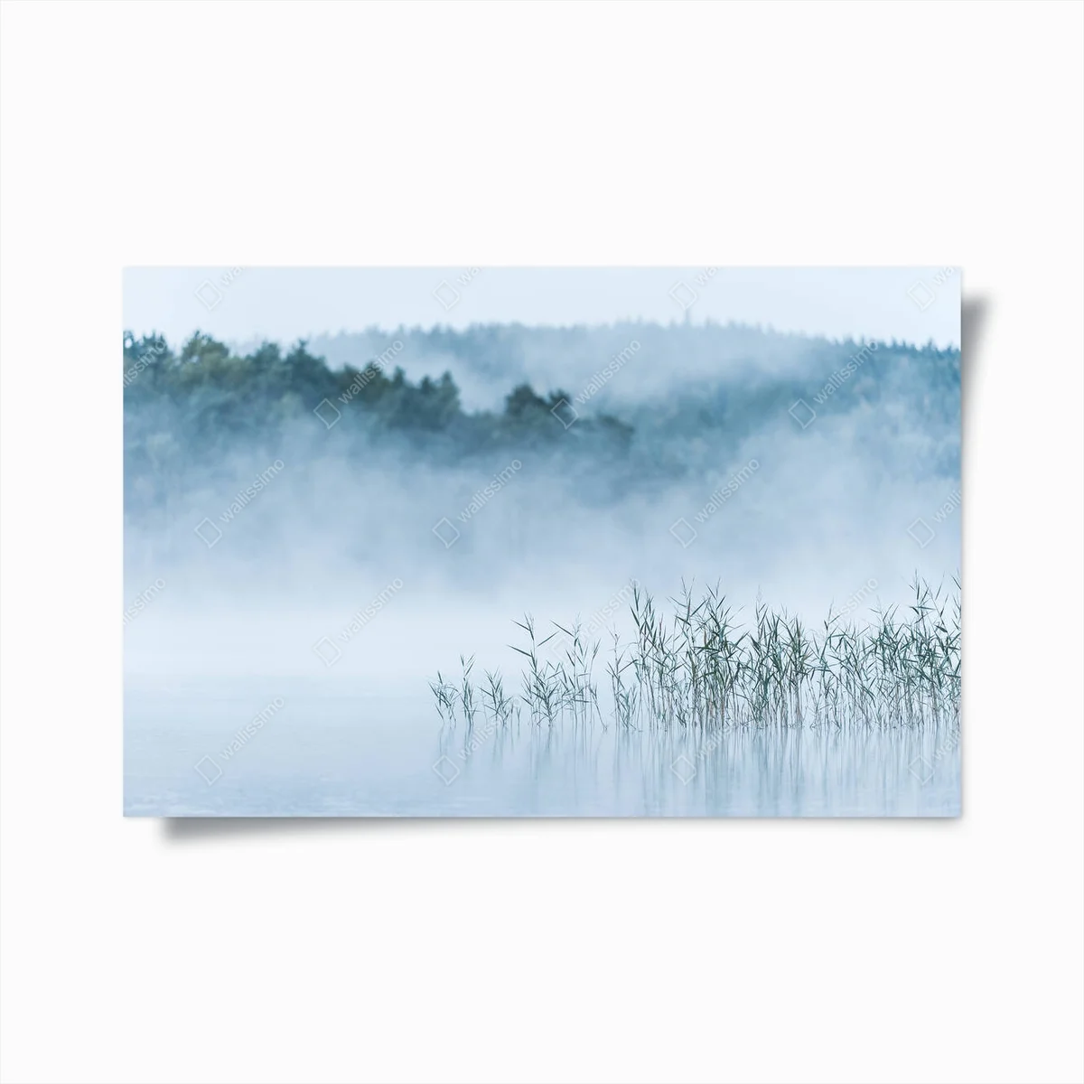 Poster Nebliger See mit Schilf, Schweden • Poster bei Wallnifity® Poster Nebliger See mit Schilf, Schweden • Poster bei Wallnifity®