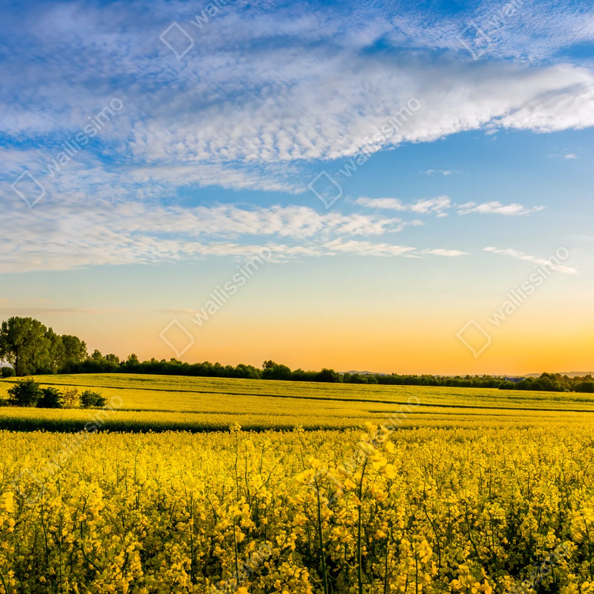 Leinwandbild sonnenbeschienenes rapsfeld im abendlicht Leinwandbild sonnenbeschienenes rapsfeld im abendlicht