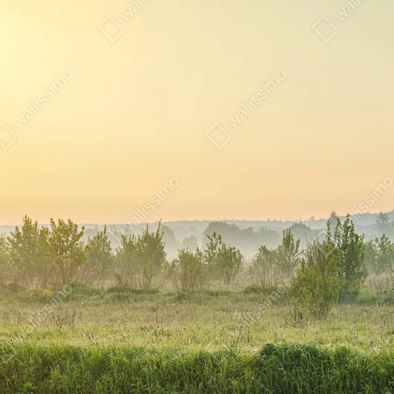 Poster Sommerliche Feldlandschaft in der Morgendämmerung mit Nebel. Der Morgennebel. Natur Russlands. Sommerlandschaft. Morgenlicht. Kopierschutz • Poster bei Wallnifity® Poster Sommerliche Feldlandschaft in der Morgendämmerung mit Nebel. Der Morgennebel. Natur Russlands. Sommerlandschaft. Morgenlicht. Kopierschutz • Poster bei Wallnifity®