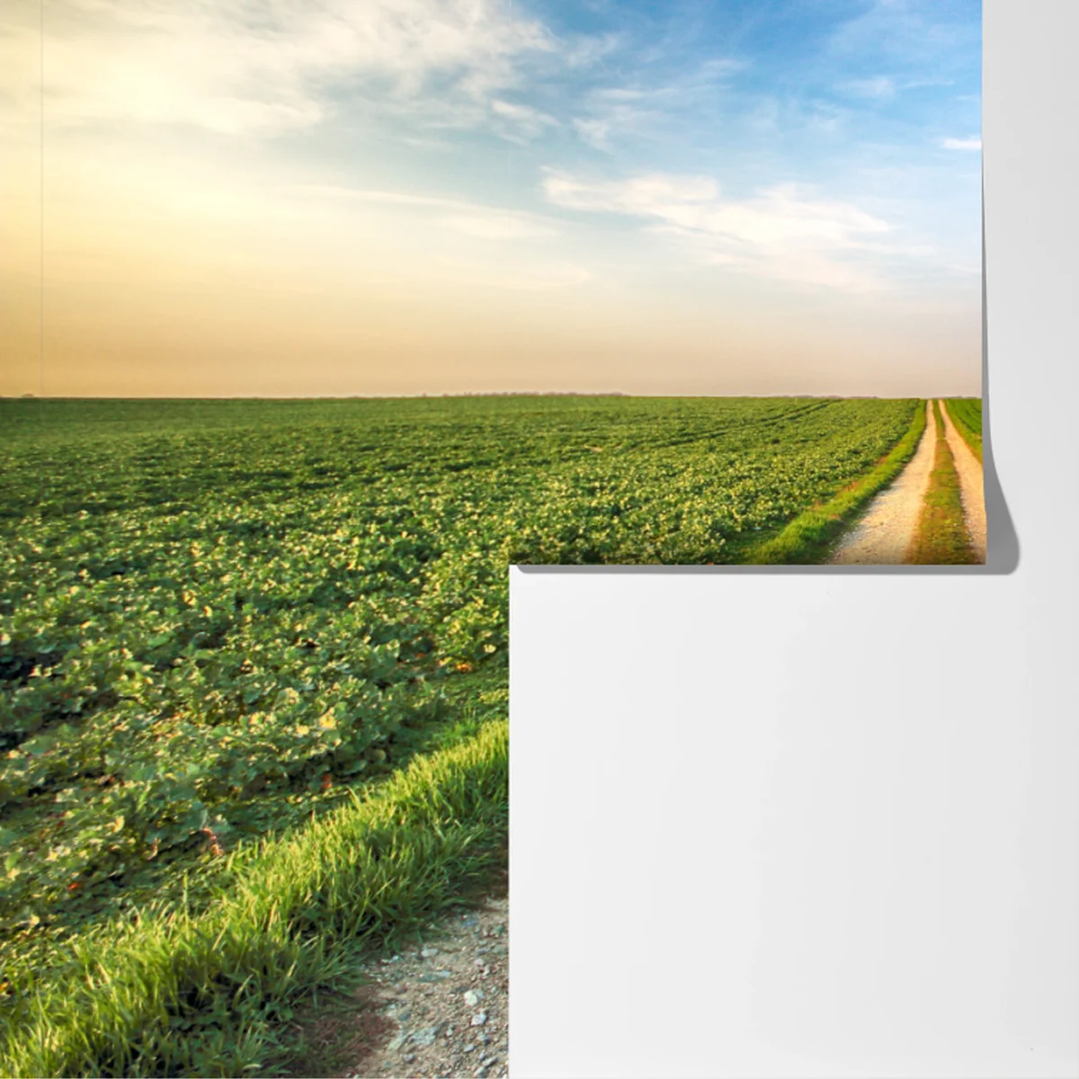 Fototapete feldweg durch grüne felder Fototapete feldweg durch grüne felder