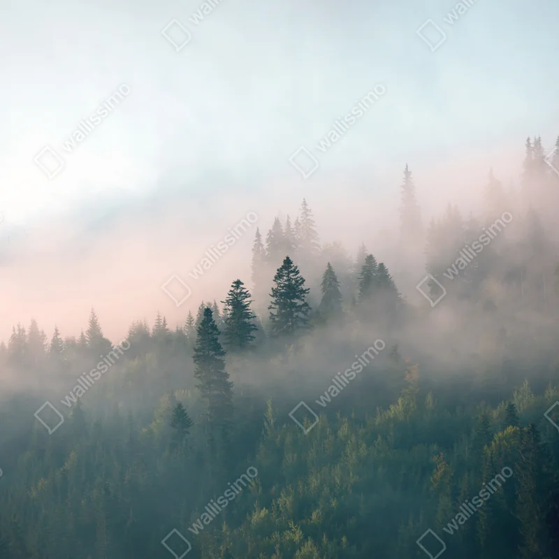 Leinwandbild nebliger morgenwald Leinwandbild nebliger morgenwald