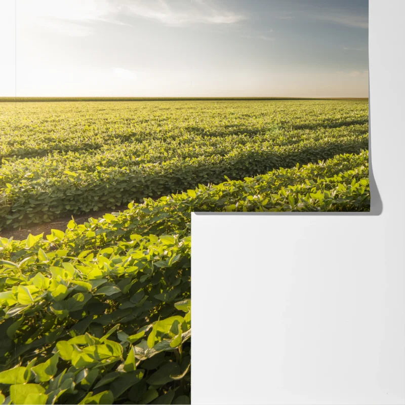 Fototapete sonnenbeschienenes sojafeld bei sonnenuntergang Fototapete sonnenbeschienenes sojafeld bei sonnenuntergang