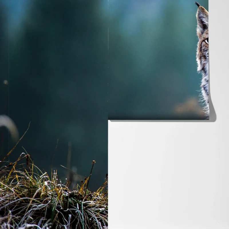 Fototapeta majestatyczny ryś w naturalnym środowisku Fototapeta majestatyczny ryś w naturalnym środowisku