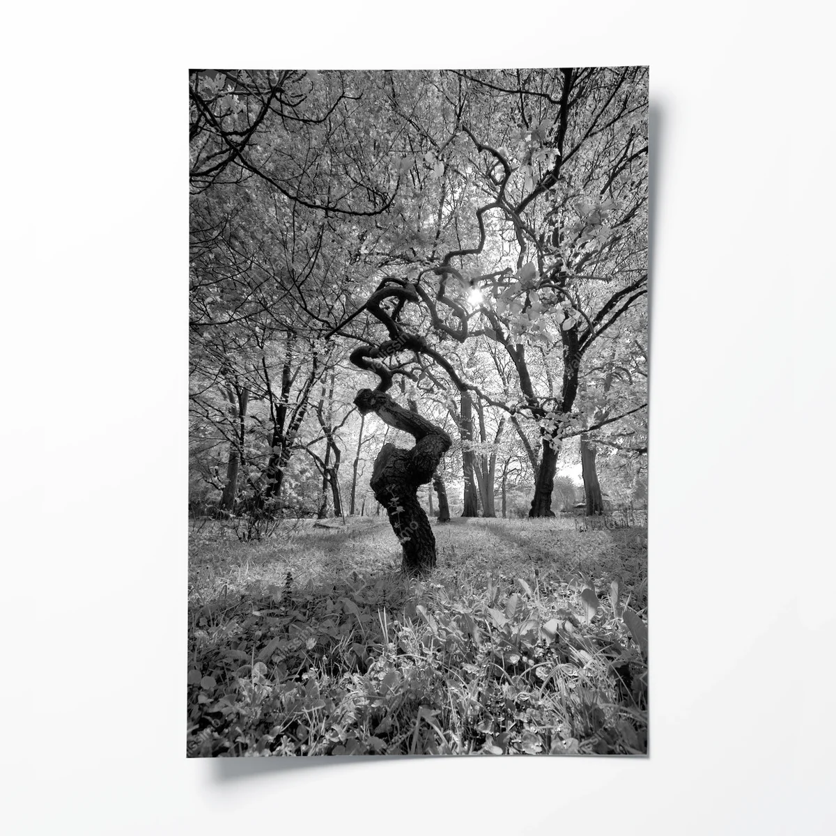 Poster Waldgewebe - Baum in schwarz und weiß • Poster bei Wallnifity® Poster Waldgewebe - Baum in schwarz und weiß • Poster bei Wallnifity®