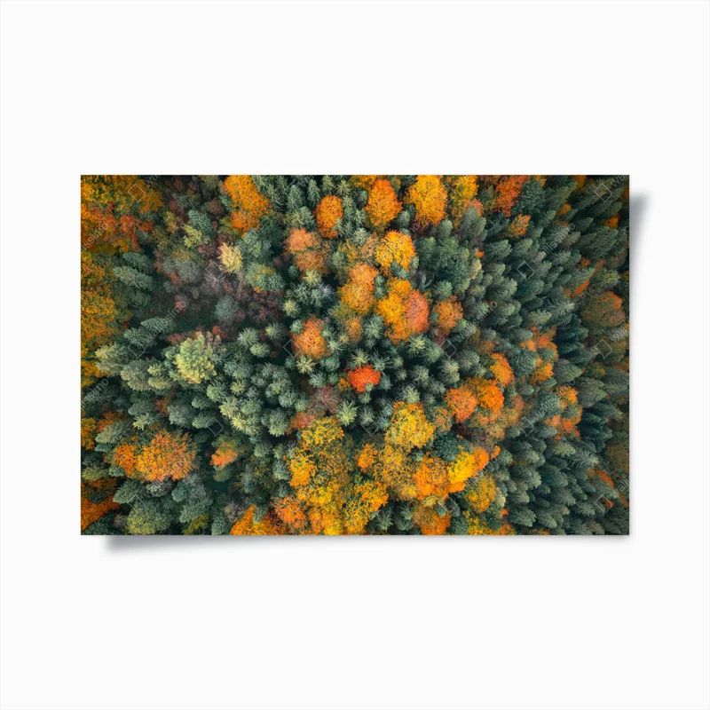 Poster Orangefarbene und rote Herbstbäume im bunten Wald • Poster bei Wallnifity® Poster Orangefarbene und rote Herbstbäume im bunten Wald • Poster bei Wallnifity®
