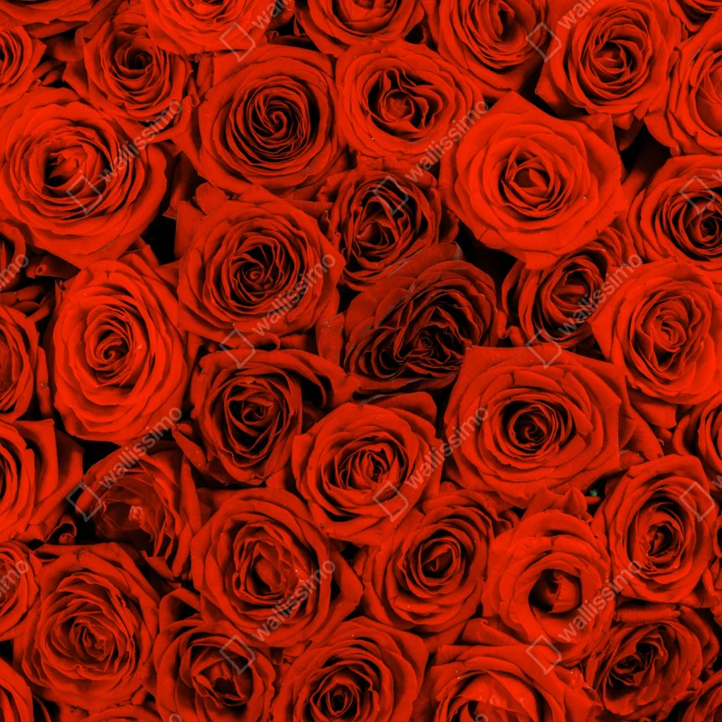 Leinwandbild prächtiger strauß roter rosen • Leinwandbilder bei Wallnifity® Leinwandbild prächtiger strauß roter rosen • Leinwandbilder bei Wallnifity®