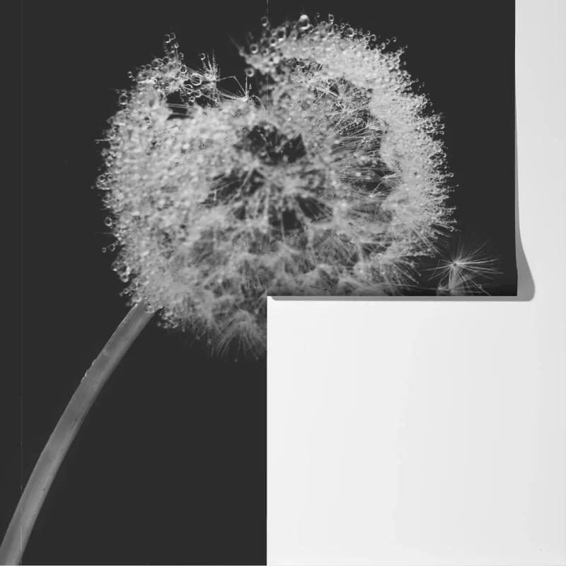 Fototapete zarter löwenzahn in monochrom Fototapete zarter löwenzahn in monochrom