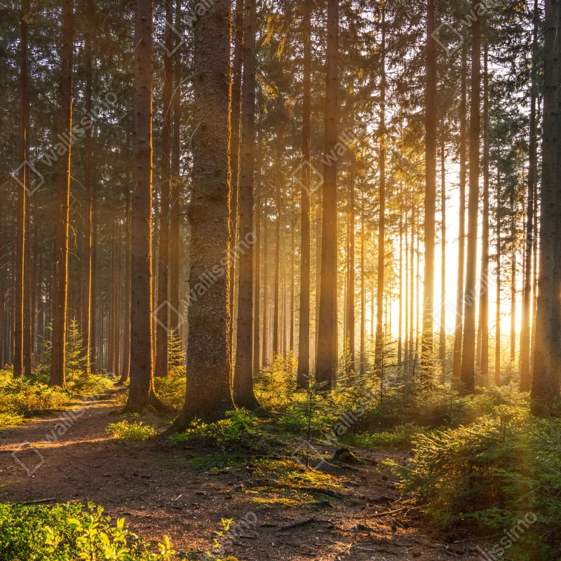 Tischaufkleber und Schreibtischaufkleber sonnenbeschienener waldweg am morgen Tischaufkleber und Schreibtischaufkleber sonnenbeschienener waldweg am morgen