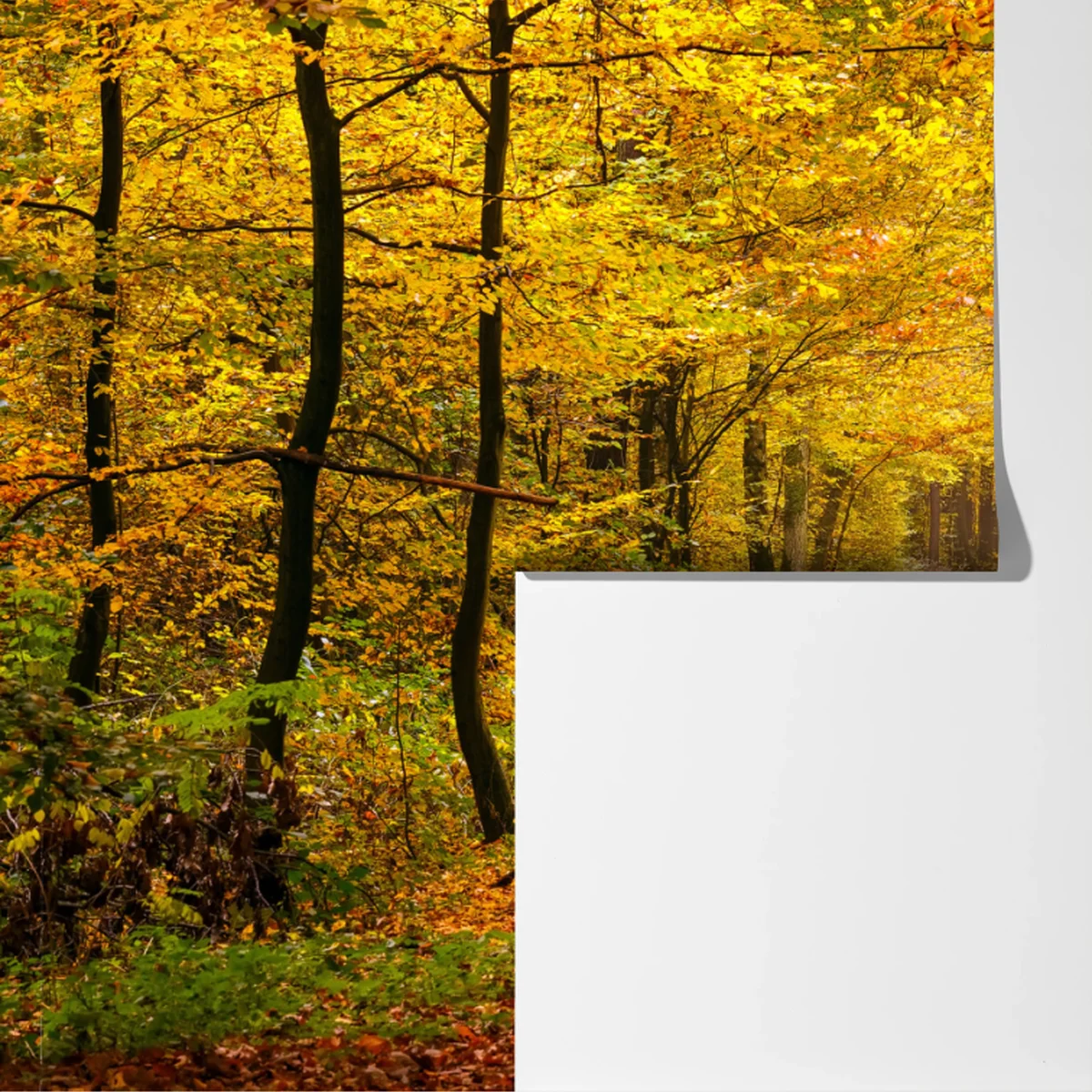 Fototapete goldener herbstwaldweg Fototapete goldener herbstwaldweg