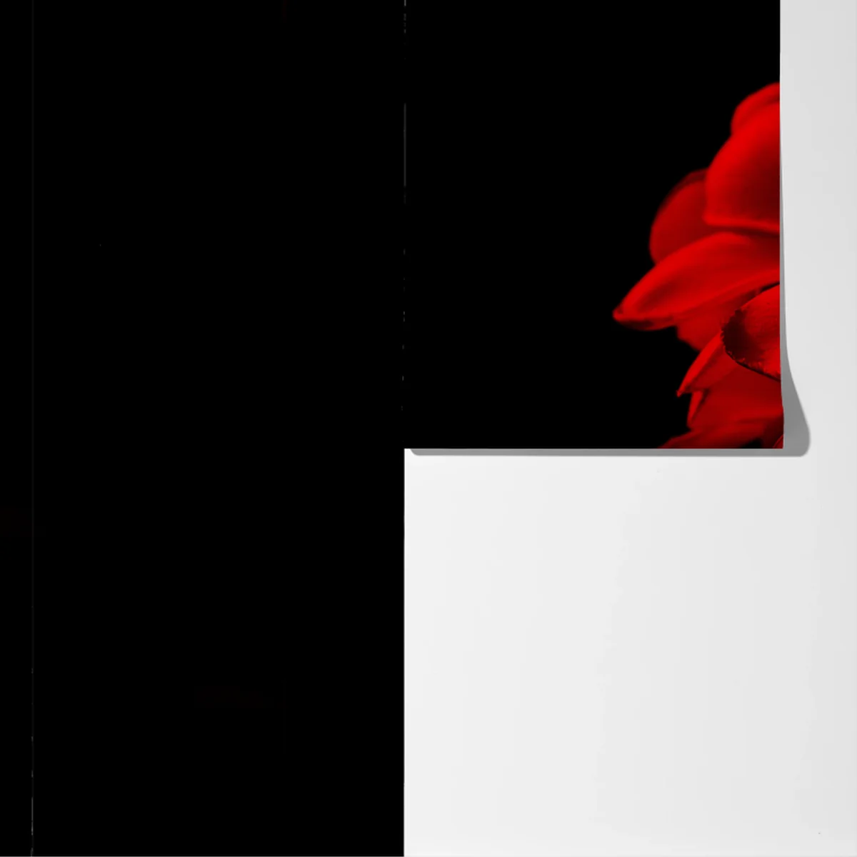 Fototapeta czerwona plumeria na czarnym tle Fototapeta czerwona plumeria na czarnym tle