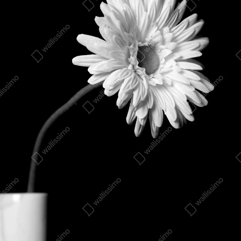 Naklejka na okno biała gerbera na czarnym tle Naklejka na okno biała gerbera na czarnym tle