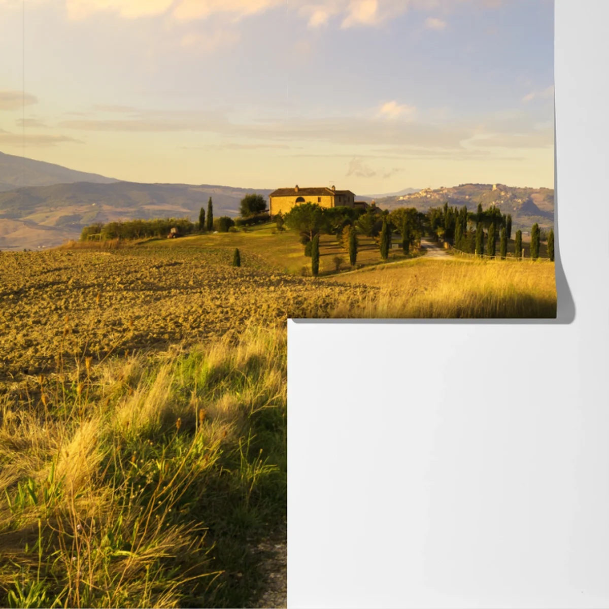 Fototapete goldene landstraße zwischen zypressen Fototapete goldene landstraße zwischen zypressen