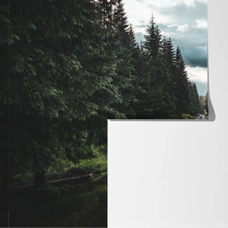 Fototapete waldweg durch neblige kiefern Fototapete waldweg durch neblige kiefern