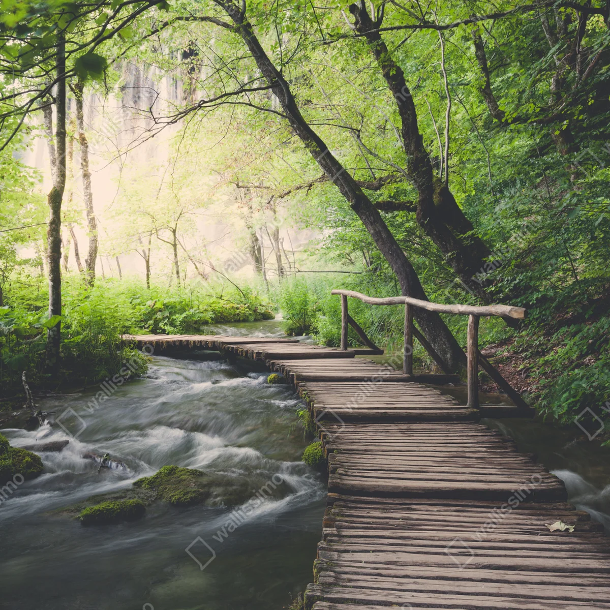 Leinwandbild ruhiger hölzerner steg durch grünen wald Leinwandbild ruhiger hölzerner steg durch grünen wald