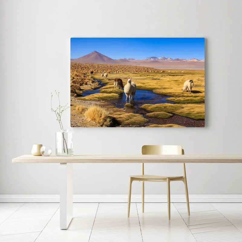 Leinwandbild lama auf dem altiplano der Anden Leinwandbild lama auf dem altiplano der Anden