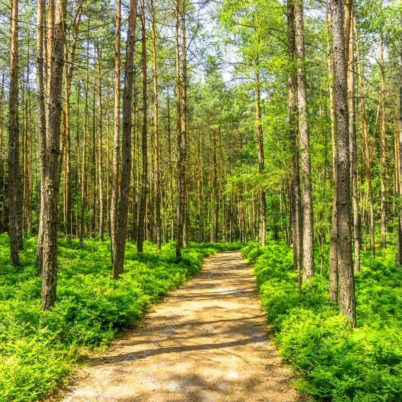 Fototapete sonniger waldweg zwischen kiefern Fototapete sonniger waldweg zwischen kiefern