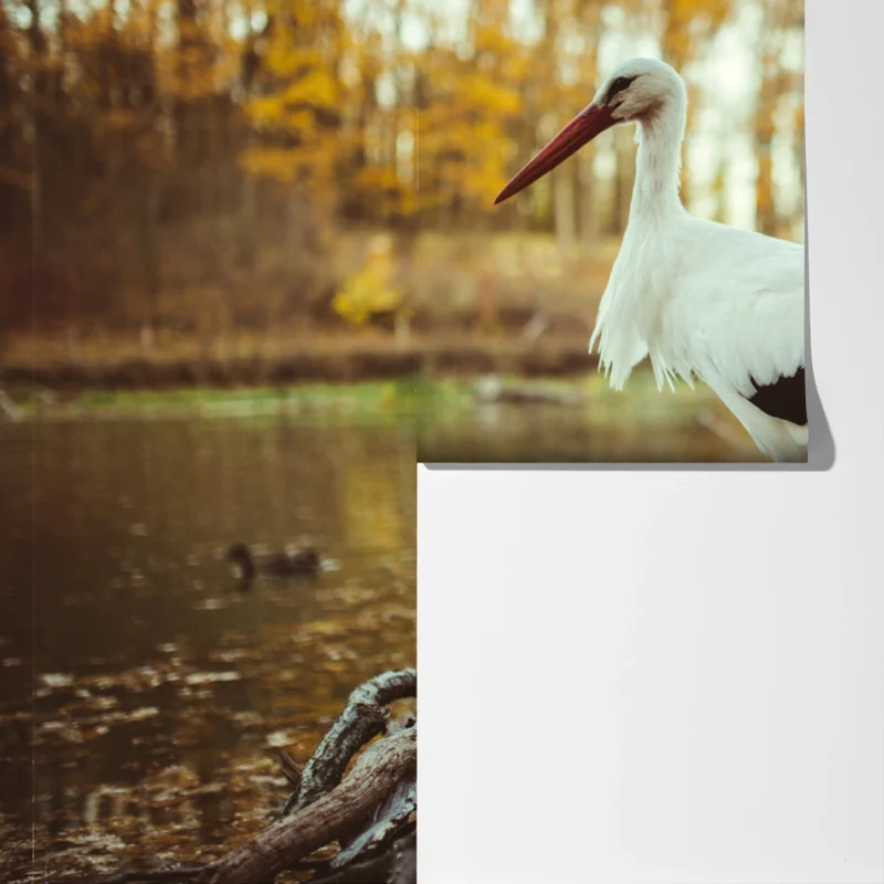 Fototapeta biały bocian nad jesiennym jeziorem Fototapeta biały bocian nad jesiennym jeziorem