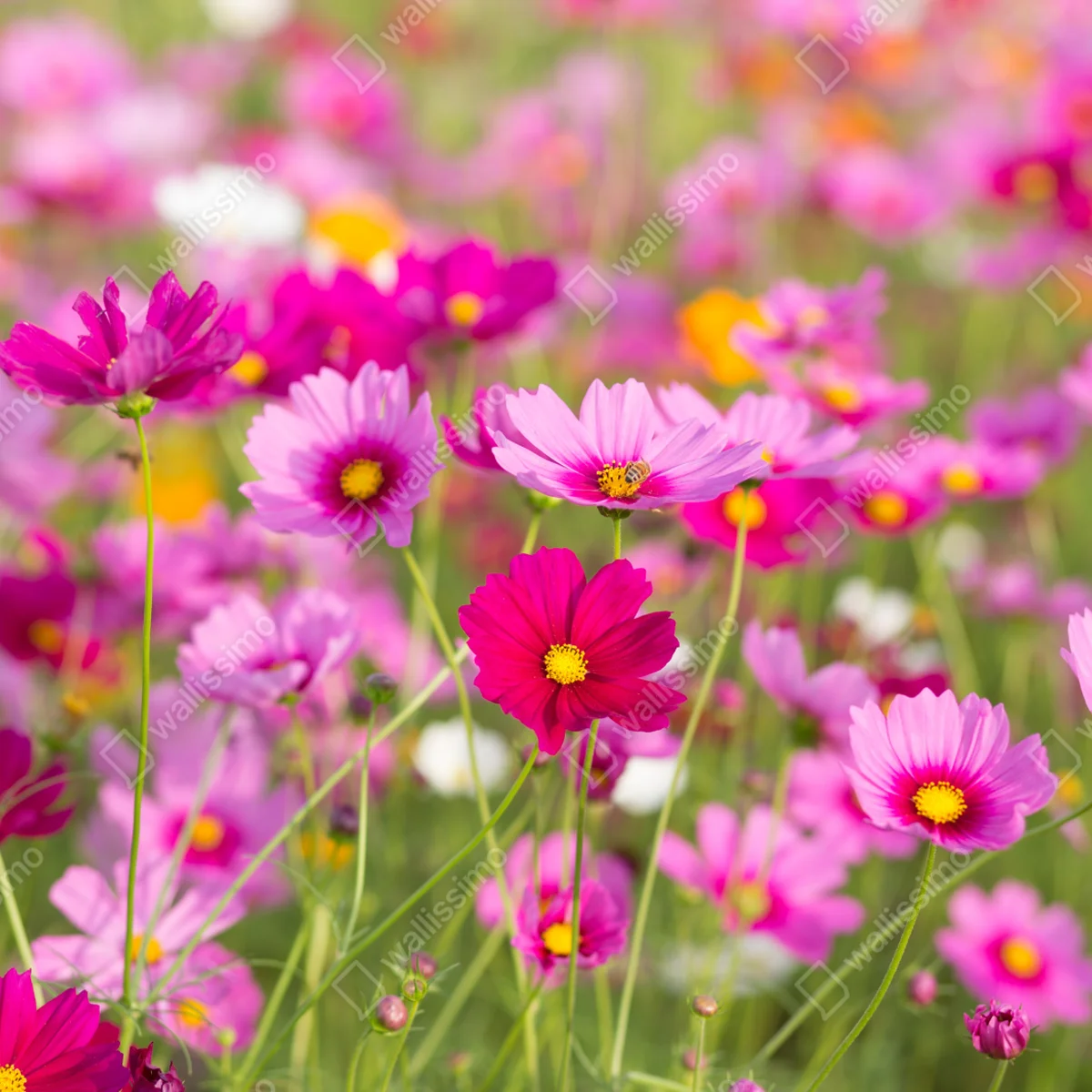 Leinwandbild rosa kosmeenwiese in blüte • Leinwandbilder bei Wallnifity® Leinwandbild rosa kosmeenwiese in blüte • Leinwandbilder bei Wallnifity®