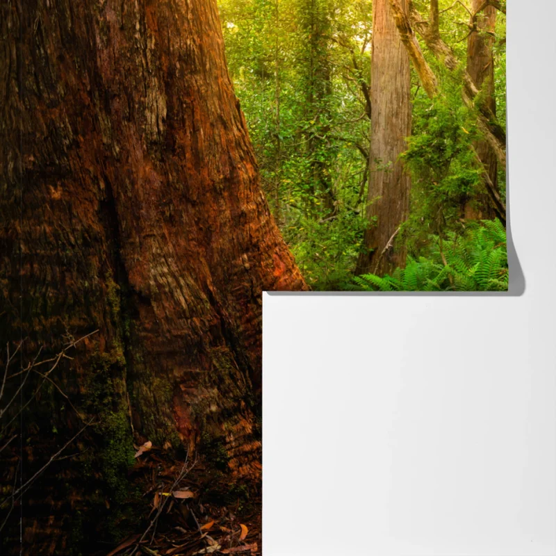 Fototapete urwaldpfad in Tasmanien Fototapete urwaldpfad in Tasmanien