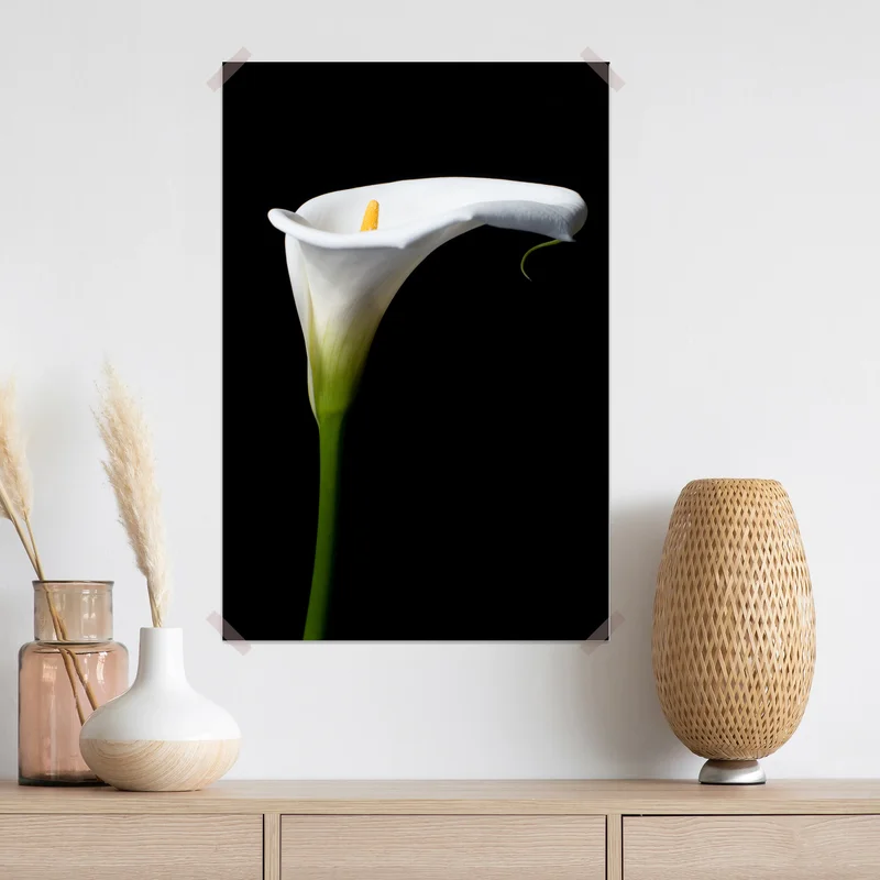 Poster elegante weiße calla auf schwarzem hintergrund Poster elegante weiße calla auf schwarzem hintergrund