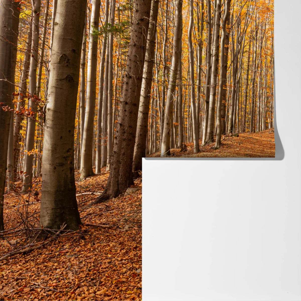 Fototapete herbstlicher waldweg mit goldenen blättern Fototapete herbstlicher waldweg mit goldenen blättern