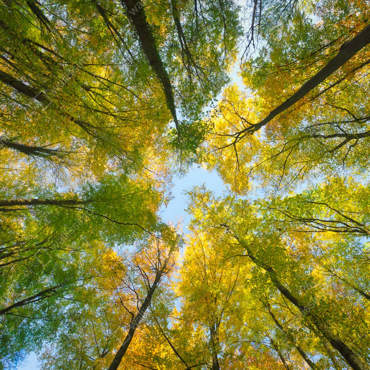 Poster Herbst Baumkronen nach oben Blick von unten • Poster bei Wallnifity® Poster Herbst Baumkronen nach oben Blick von unten • Poster bei Wallnifity®