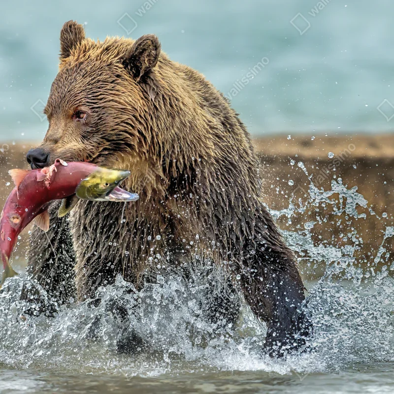 Leinwandbild braunbär fängt lachs im fluss Leinwandbild braunbär fängt lachs im fluss