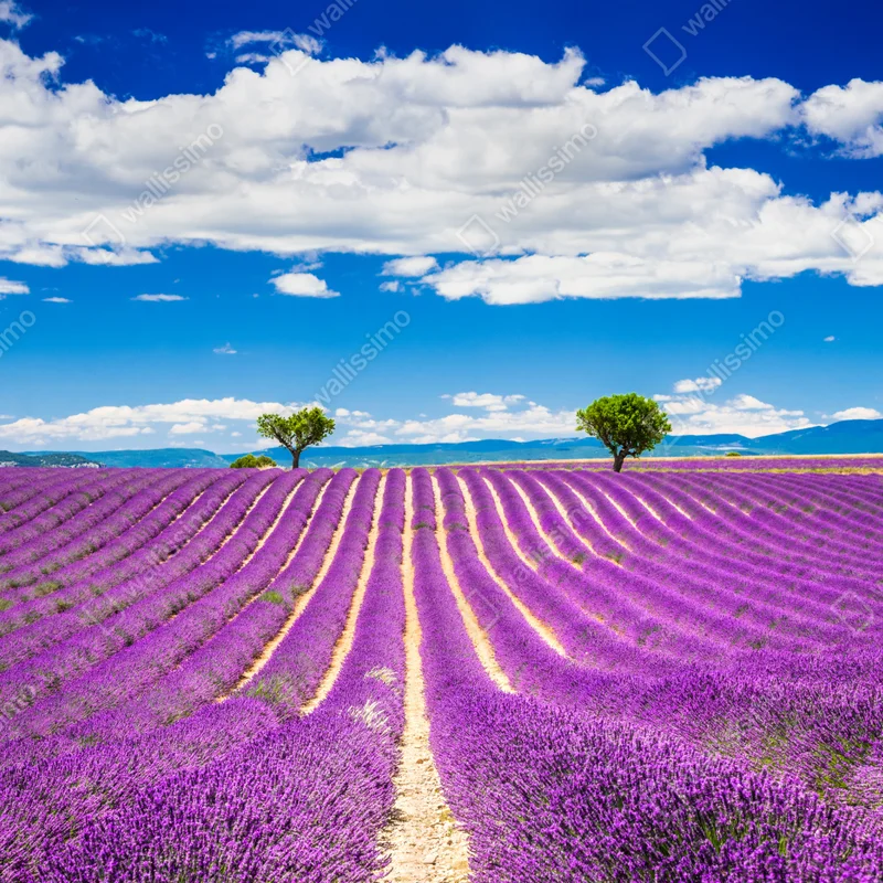 Tischaufkleber und Schreibtischaufkleber lavendelfelder in Provence • Tischaufkleber bei Wallnifity® Tischaufkleber und Schreibtischaufkleber lavendelfelder in Provence • Tischaufkleber bei Wallnifity®