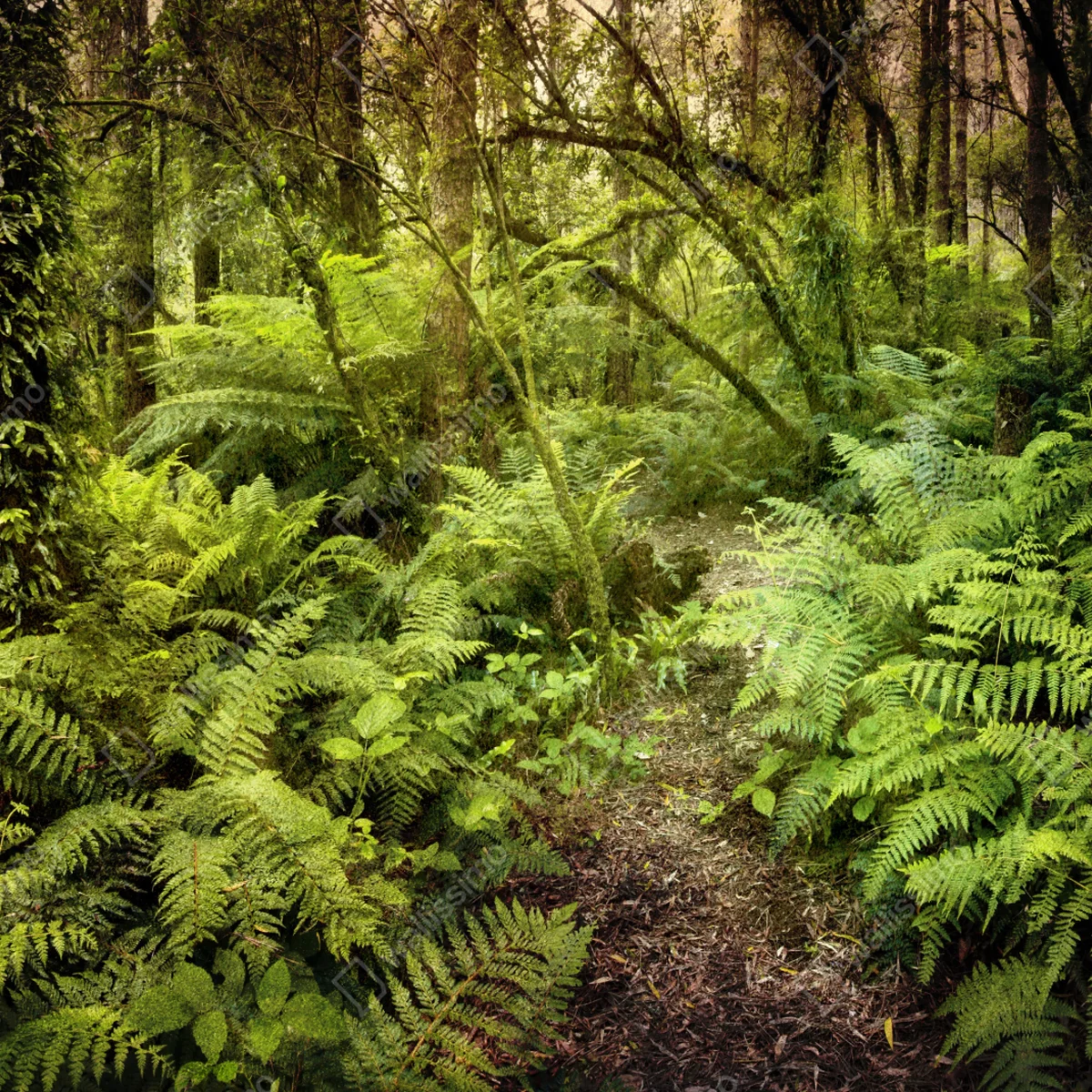 Poster geheimnisvoller farnpfad im regenwald • Poster bei Wallnifity® Poster geheimnisvoller farnpfad im regenwald • Poster bei Wallnifity®